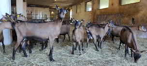 Photo n°23 de La Ferme Tout Là Ô à Orcières (Magasin de produits de la ferme)