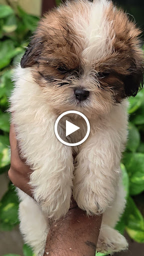Shitzu puppy available in ahmedabad 🐶 post image