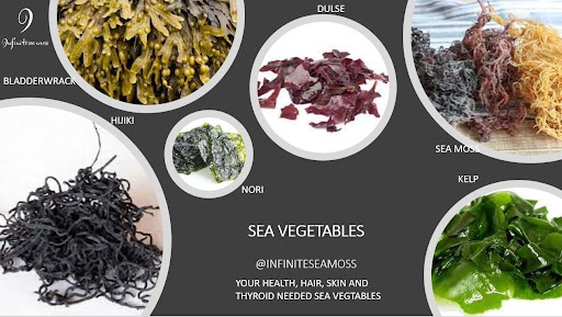 Infinite Sea Moss - Thumbnail