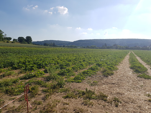 Erdbeerplantage Regensburg - Thumbnail