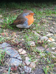 Photo n°7 de Harmonisation de l'être, Soins énergétiques - Émilie à Chahaignes (Thérapeute Reiki)