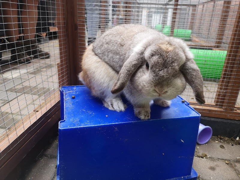Hebburn Bunnies North East photo 2