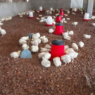 TOUBA DAROU SALAM AVICULTURE