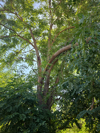 Ortiz B Tree Service Inc - Thumbnail