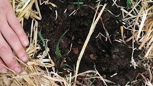 Photo n°7 de Permacopia IDF à Cergy (Architecte paysagiste)