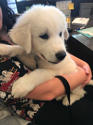 Dogwood Animal Hospital - Thumbnail