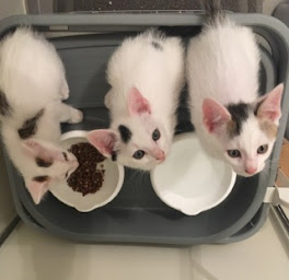 Photo n°18 de Clinique vétérinaire Gwennidell à Miniac-Morvan , Dr Gw Dupuis , Dr Rickard, Dr Journoud et Dr Bailhache à Miniac-Morvan (Clinique vétérinaire)