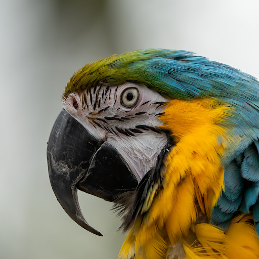 Zoo Veldhoven - Thumbnail