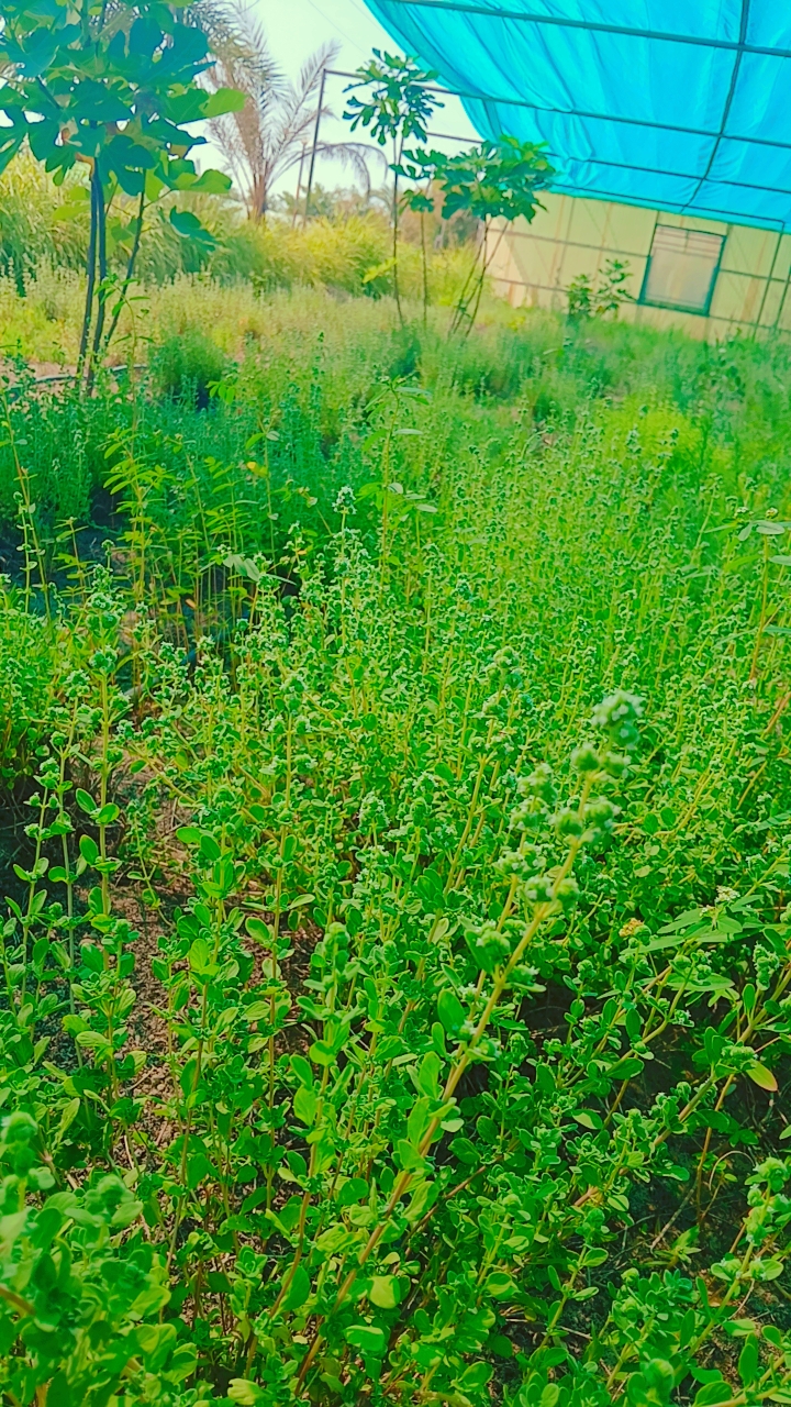 مزرعة ابل - صورة 3