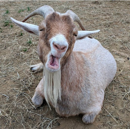 Photo n°11 de La Fromagerie à Ajaccio (Bar à vin)