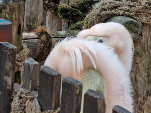 Pelican Walk through - Thumbnail