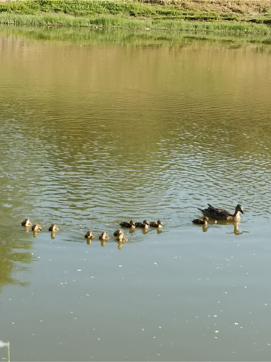 Etang Buya - Thumbnail