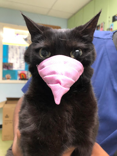Swan Harbor Animal Hospital - Thumbnail