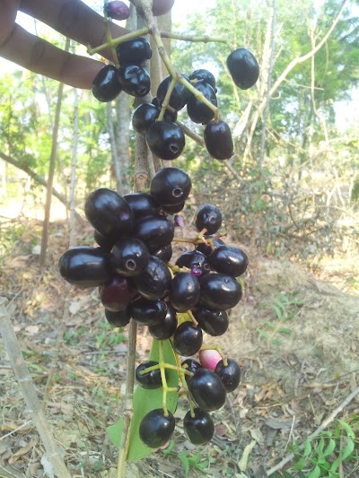 Photos of Hutan Pamaroh
