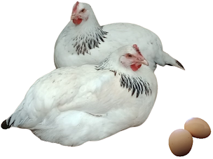 Photo n°6 de Domestik Park. Vente de poules pondeuses, cailles et oeufs 04700 La Brillanne à La Brillanne (Magasin d'articles pour animaux)