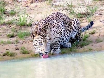 Photos of Yala Safari Camp