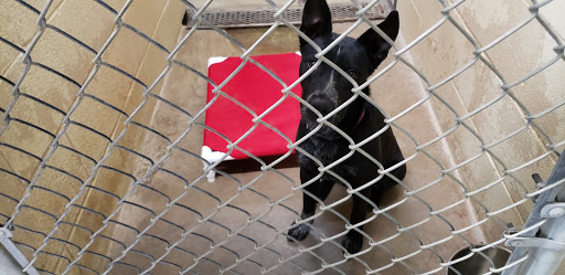 Alamogordo Animal Control - Thumbnail