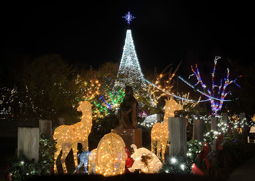 Sights and Sounds of Christmas by null