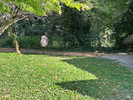 Emus - Visual