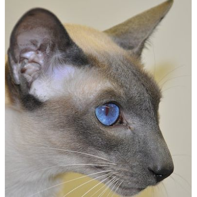 Photos of Animal Hospital of Marion Inc.
