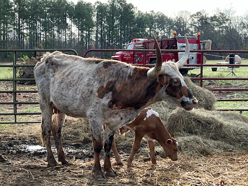 The Pint Sized Pasture - Thumbnail