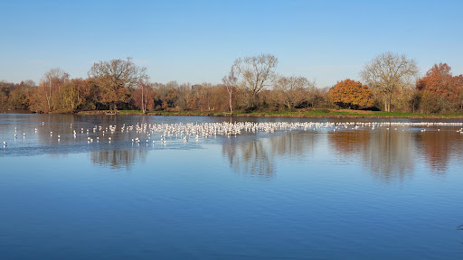 Dinton Pastures Country Park - Thumbnail