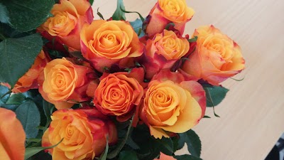 Photos of SUNLAND ROSES LIMITED