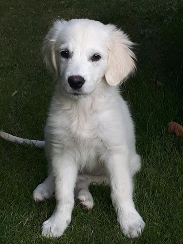 Avis sur La tribu de soy à Caen - Dresseur pour chiens