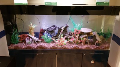 Dutch Family Reef: Aquarium Maintenance and Design