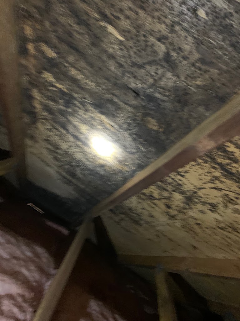 Bold Mold Eliminators LLC photo
