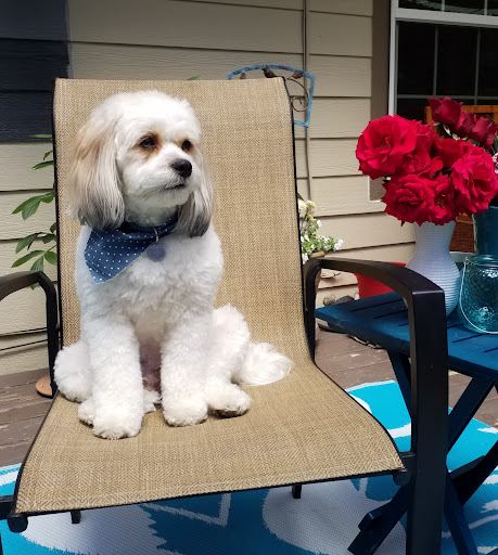 Viva La Pooch - Thumbnail