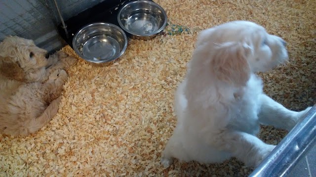 Puppy Barn