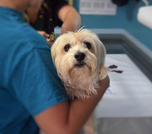 Swadlincote Veterinary Centre - Thumbnail