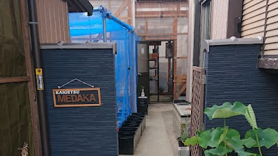 海月めだか(カイゲツメダカ)