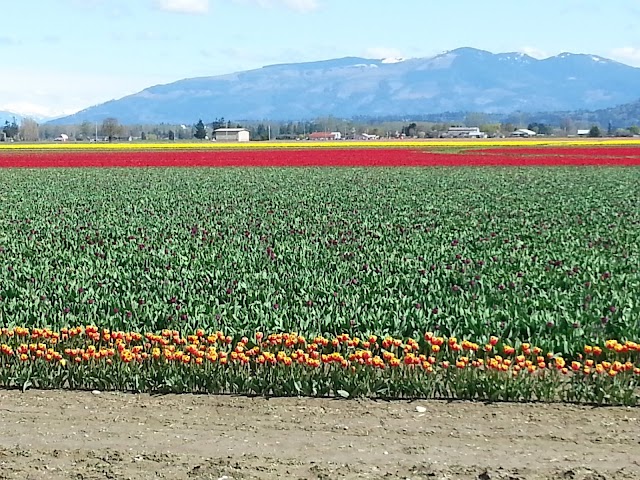 Skagit Valley Tulip Festival