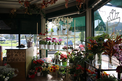 Cesena in Fiore - Visual
