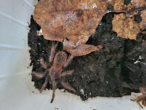 Vogelspinnen Bayern Gallery - Germany