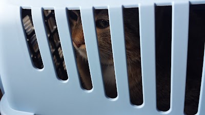 Photos of G&aacute;rdonyi Animal Clinic - Dr. P&aacute;link&aacute;s Imre