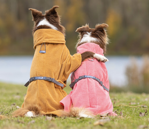 BooDoggo - Thumbnail