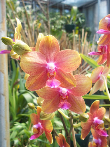 Uncut Flowers LLC - Thumbnail