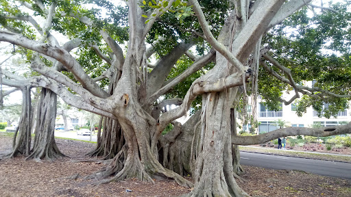 Hecksher Park - Visual