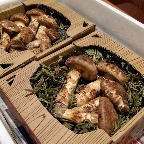 Koryori Kuhara by null