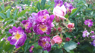 Photo n°8 de Ecole Française de Domothérapie à Taupont (Centre de formation)