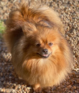 Cruard-Guineheux Claudine à Segré-en-Anjou Bleu