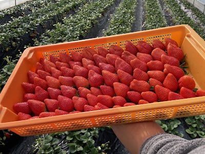 苺ちゃん家_子持観光いちご園