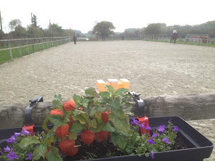 Photo n°21 de ECURIES DES ETANGS à Oisy-le-Verger (Centre équestre)