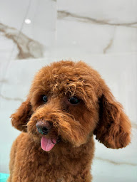 Photo n°20 de Bains Canins Les à Cannes (Animalerie)