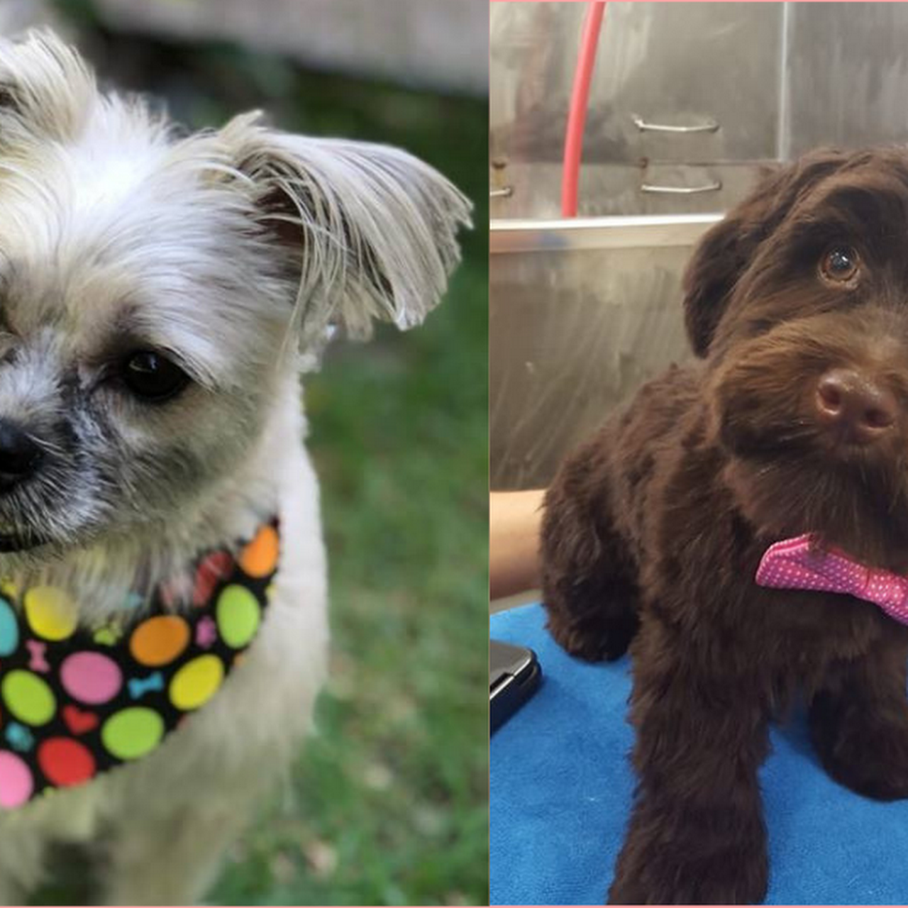 PARK N BARK MOBILE DOG GROOMING DADE CITY Mobile Dog Groomer DADE CITY