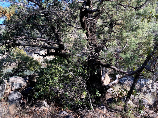 Gardner Canyon - Thumbnail