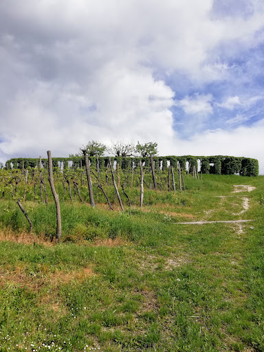 Azienda Agricola Celledoni - Thumbnail